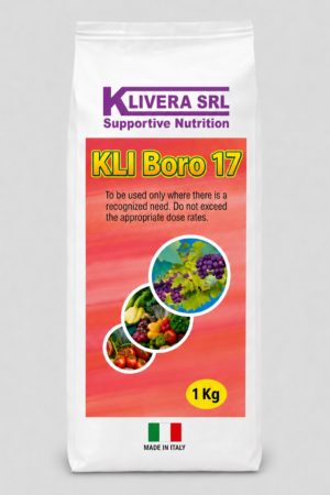 KLI boro 17 (2) KLI Boro 17