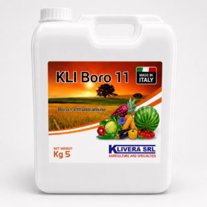 KLI boro 11 KLI Boro 11